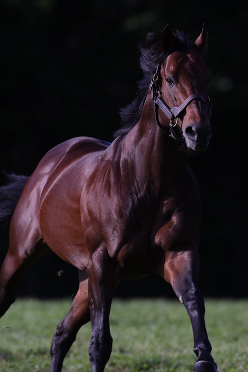 2011 STALLION ROSTER  ポスター Our stallions | Japan